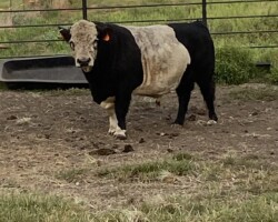 Panda Herd Sire