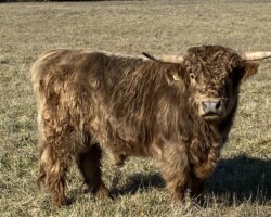 High-Dex Bull