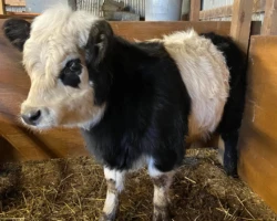 Oreo is one of our special herd dams.