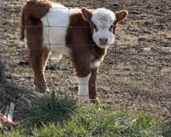 Future Herd Sire